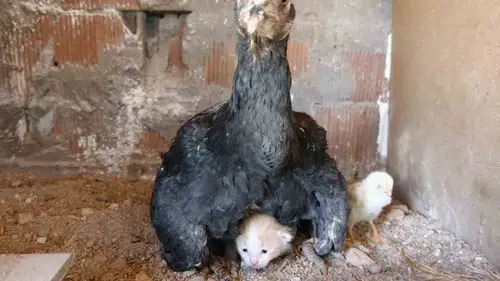 Elazığ’da şaşırtan dostluk Anne tavuk yavru kediyi kanatları altına aldı