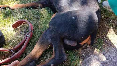 Diyarbakırda ayağına demir saplanan köpek itfaiye yardımıyla hayata tutundu