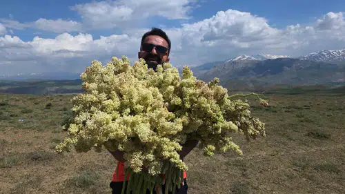 Van dağlarında yayla muzu mesaisi başladı