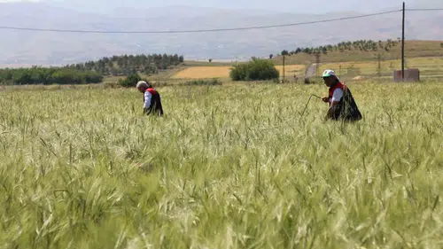 Elazığ çiftçisinin hububat nöbeti sahada incelendi