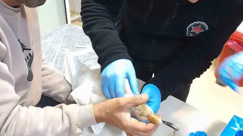 Yaralı kaz hastanenin acil servisine sığındı