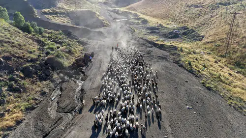 Bitlis dağlarında hayvancılık geleneği tozlu yollarla sürüyor