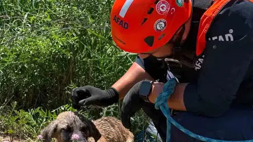 Baykan ilçesinde kuyuya sıkışan köpeği AFAD ekipleri kurtardı