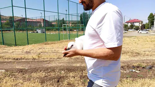 Bingöllü esnaf yuvasından düşen yavru leyleğe kucak açtı