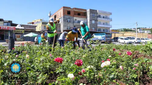 Diyarbakır’ın girişine 14 kilometrelik gül bahçesi: Şehrin çehresi baştan aşağı değişiyor