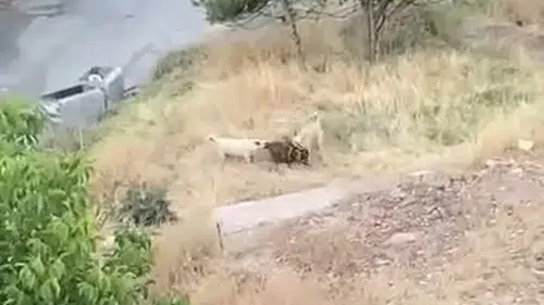 Elazığ’da sahipsiz köpeklerin saldırısına uğrayan iki keçi telef oldu
