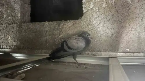 Diyarbakırda bir dairenin tavan boşluğunda mahsur kalan kuş kurtarıldı