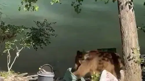 Tunceli'de piknik keyfi yapanların yanına davetsiz bir bozayı geldi