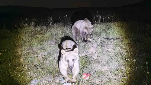 Bitlis Nemrut Kalderası’ndaki maskot ayılar kış uykusundan uyandı