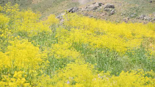 Şırnak’ın yüksek rakımlı yaylalarında çiçekler görsel şölen sundu