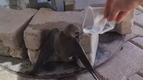 Elazığda sıcaklardan bitkin düşen ebabil kuşu bir vatandaşın yardımıyla kurtuldu