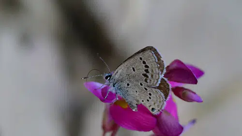Vanlı nadir kelebek türü koruma bekliyor