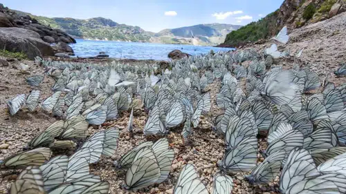 Nemrut Gölü kıyısında binlerce kelebek görsel şölen yaşattı