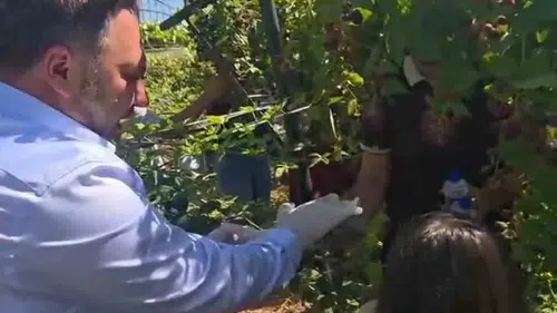Siirtte tarım projesiyle bir araya gelen çocuklar böğürtlen topladı