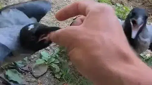 Fırtınada yuvadan düşen kargalara yuva oldu