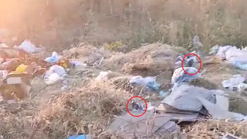 Diyarbakır Kayapınar sakinleri boş arazideki çöp yığınlarına isyan etti