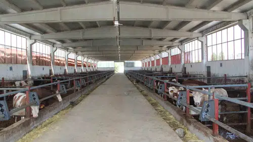 Bingöl’de modern besi çiftliği devletin hibesiyle tam kapasite çalışıyor