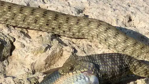 Elazığ feribot iskelesinde yılanın balık avı şaşırttı
