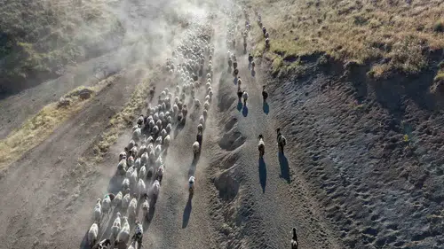 Bitlis'te besicilerin Nemrut Dağı eteklerindeki zorlu sürü yolculuğu sürüyor