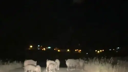 Batman Gercüşte domuz sürüleri ekili arazilere büyük zarar veriyor