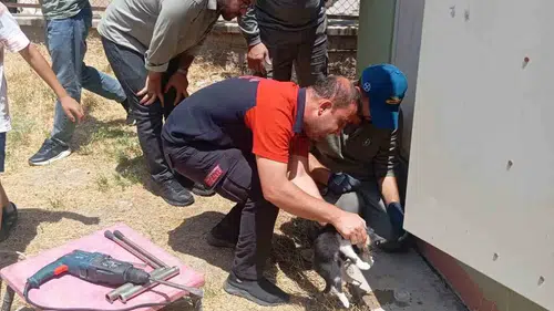Siirtte trafo deliğine sıkışan kedi ekiplerin çalışmasıyla kurtarıldı