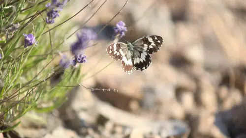 Harput lavantaları renkli kelebeklerle doğa tutkunlarını cezbediyor