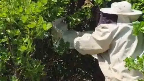 Bingöl Adaklı'da kovanından kaçan binlerce arı meşe ağacını mesken tuttu
