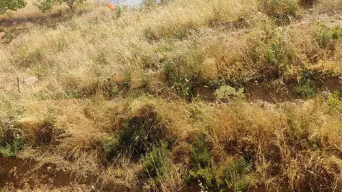 Siirt Kurtalan'da fıstık bahçesinde çıkan yangın 95 ağacı yok etti