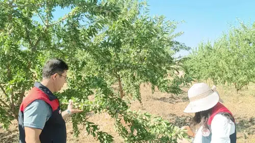 Elazığ Ağın ilçesindeki badem ağaçları uzman ekipler tarafından tek tek inceleniyor
