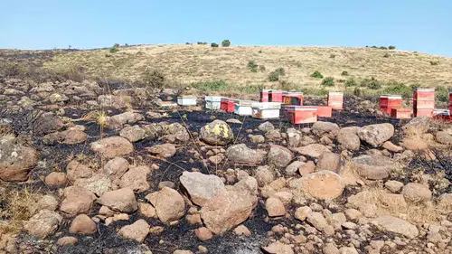 Karakoçan'da çıkan arazi yangını çok sayıda arı kovanını küle çevirdi