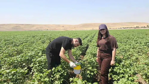 Cizre pamuk üreticisi zararlı böceklere karşı biyoteknik yöntem kullanıyor