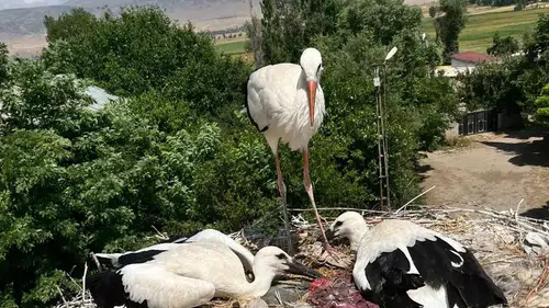 Bitlis'te mahsur kalan leylek ailesini itfaiye ekipleri kurtardı