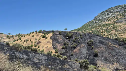 Dicle ilçesindeki üzüm bağları yangında zarar gördü