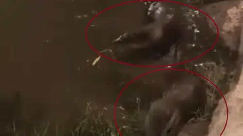 Dicle Nehri kıyısında nadir görülen su samurları objektiflere yansıdı