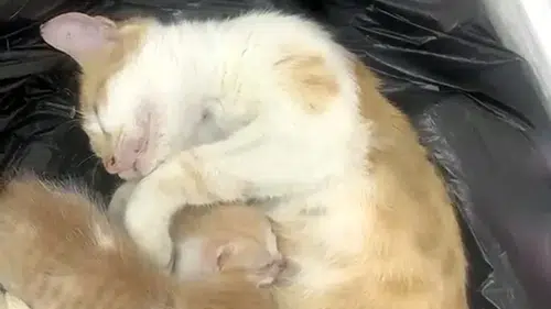 Şanlıurfalı anne kedi yardım için vakıf kapısını çaldı
