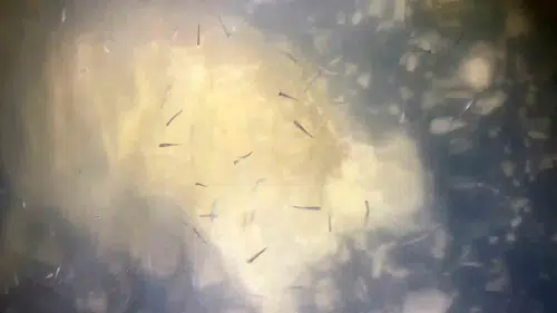 Van Gölü’nde yavru inci kefallerinin güvenli yolculuğu başladı