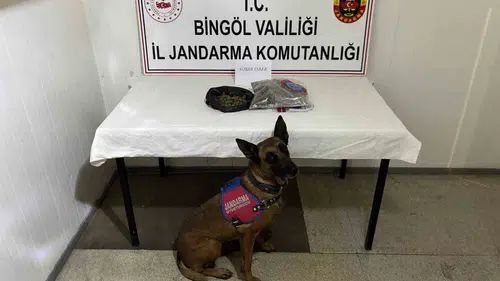 Bingöl jandarmasından firari suçlulara yönelik operasyon
