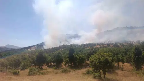 Diyarbakır Çüngüş ilçesindeki ağaçlık alanda yangın paniği yaşanıyor