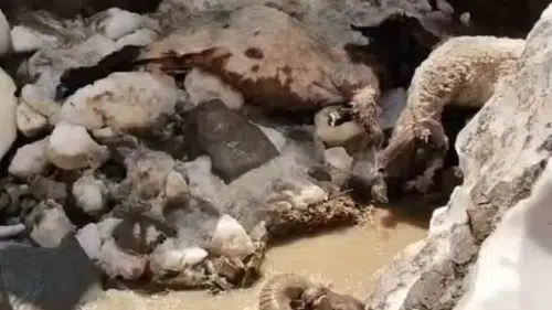 Yüksekova yaylasında erimeyen kar kütlesi besicileri vurdu