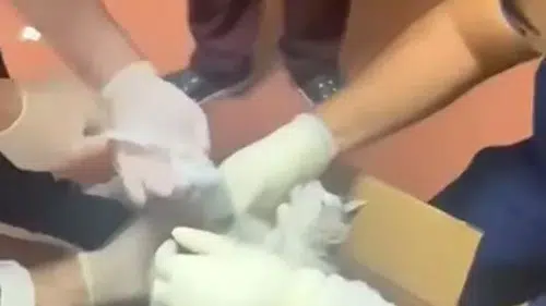 Elazığ’da acil servis ekibi bu kez sokak kedisini tedavi etti