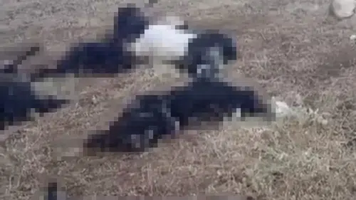Bitlis Mutki yaylasında yıldırım düşmesi sonucu çok sayıda hayvan öldü