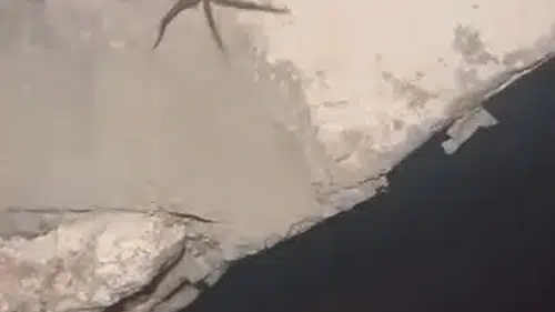 Elazığ Sivrice kırsalında tehlikeli sarıkız örümceği görüntülendi