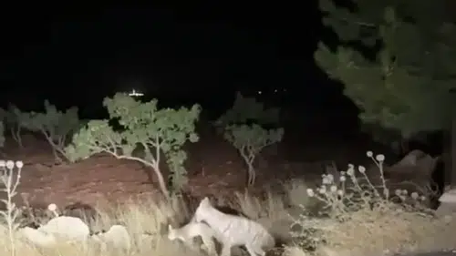 Şanlıurfa Halfeti yolunda sırtlanın avını taşıma anı kaydedildi