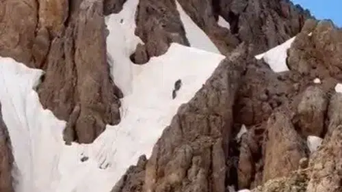 Tunceli Hel Dağları zirvesinde karlar üzerinde yürüyen ayılar görüntülendi