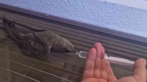 Elazığda sıcaklardan bitkin düşen ebabil kuşuna vatandaş şefkati
