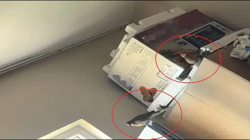 Siirtli kadının evine giren kumru buzdolabının üzerine yuva kurdu