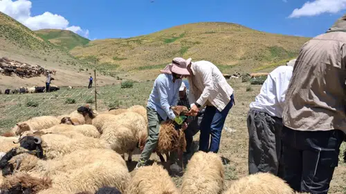 Yüksekova kırsalında küçükbaş hayvanlar için sağlık taraması başladı