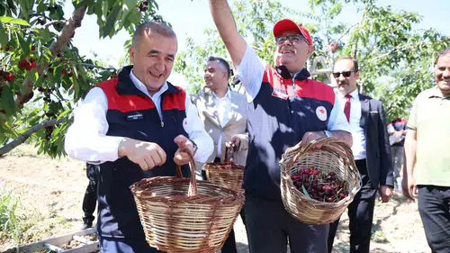 Elazığ kiraz bahçelerinde bereketli hasat dönemi başladı