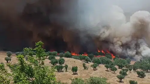 Diyarbakır genelindeki yangın felaketi 100 bin hektarlık alanı küle çevirdi