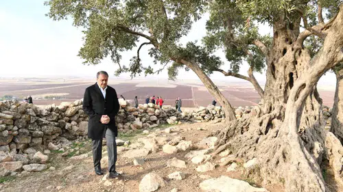 Şanlıurfa'daki bin yıllık zeytin ağacı turizme kazandırılıyor